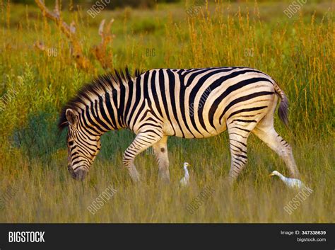 Plains Zebra Equus Image And Photo Free Trial Bigstock