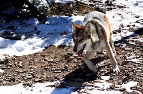 Feds Mexican Gray Wolves See Increase In Wild Population