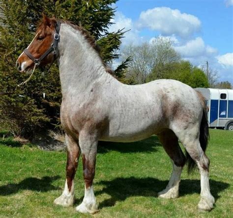 Red Roan Welsh Cob Strong Horse Gorgeous Horses Horses Welsh