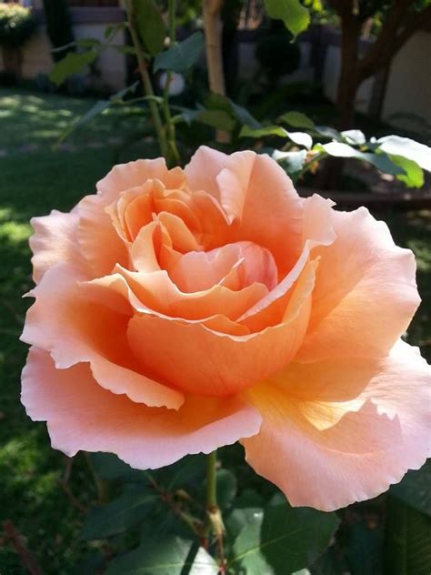 Розы おしゃれまとめの人気アイデア｜pinterest｜Мария Найнша 綺麗な花 花 綺麗