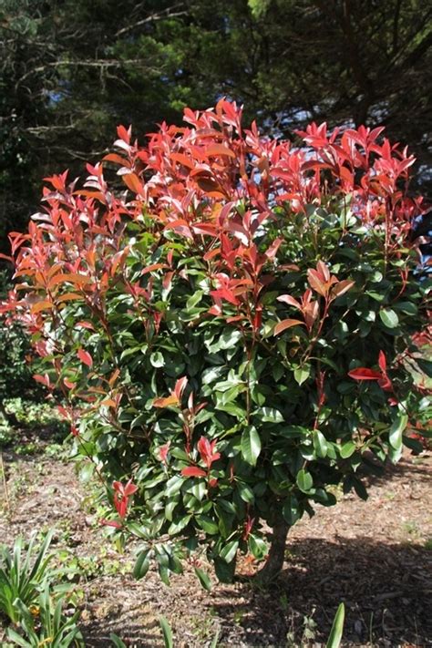 Caroola Permaculture Learning Through Nature Photinia Fraseri Red