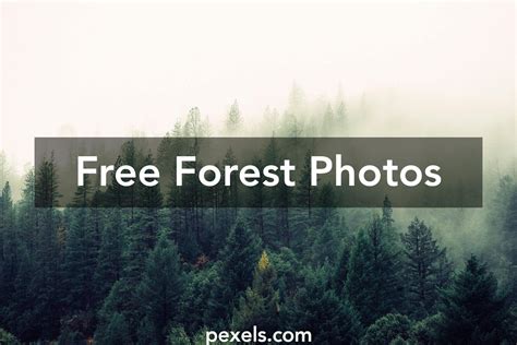 Forest Pictures · Pexels · Free Stock Photos