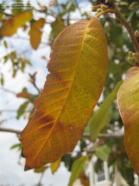 Department of agriculture plant hardiness zones 6 through 9. PlantFiles Pictures: Monterey Oak, Monterrey Oak, Mexican ...
