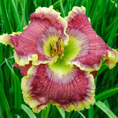 We start shipping daylilies around may 1st, depending on how we are fairing with late spring freezes. All Things to All Men Reblooming Daylily | Brecks Premium ...