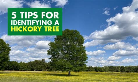 How To Identify A Hickory Tree In The Winter Mast Producing Trees
