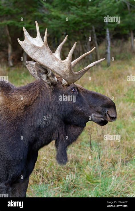 Bull Moose With Huge Antlers Alces Alces Sticking Out His Tongue In