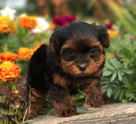 Yorkie Poo Puppies Minnesota Puppy And Pets
