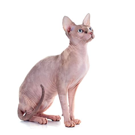 Sphynx Cat Cat Breed Info And Characteristics