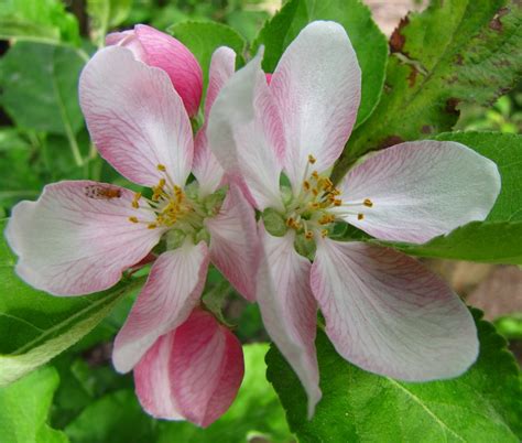 Apple trees are a good option if you want to grow fruit trees in your garden. Daleys Fruit Tree Blog: Spring Flowers, Buds & Fruit ...