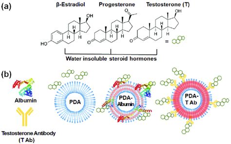 A Chemical Structure Of Three Sex Steroid Hormones β Estradiol Download Scientific Diagram