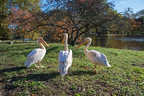 Check spelling or type a new query. Everything You Need To Know About The St James's Park ...