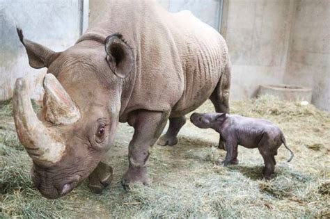 Miracle Critically Endangered Black Rhino Born On Christmas Eve Tyla