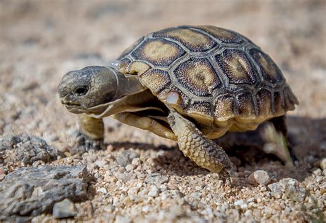 California Marines Move Imperiled Desert Tortoises Out Of Harms Way