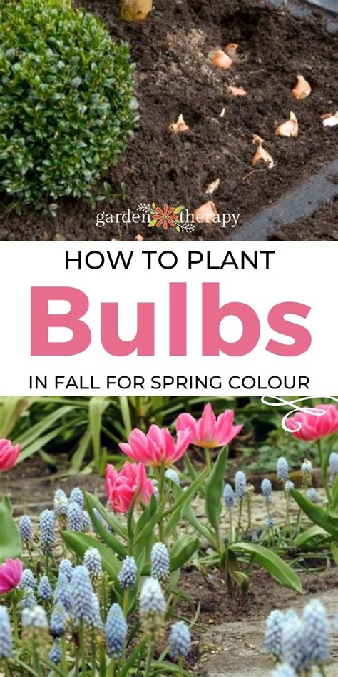 How To Plant Fall Bulbs For Long Lasting Spring Colour Garden Therapy