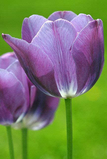 Tulip Tulips Flowers Purple Tulips Tulips