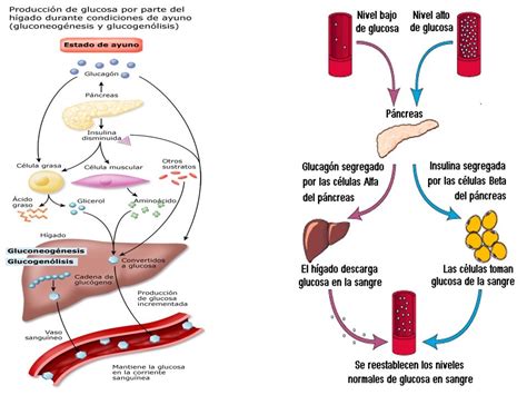 Diapositivas de metabolismo de carbohidratos Página web de bioscientia