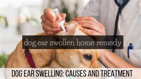 Dog Ear Swollen Home Remedy Dog Ear Swelling Causes And Treatment