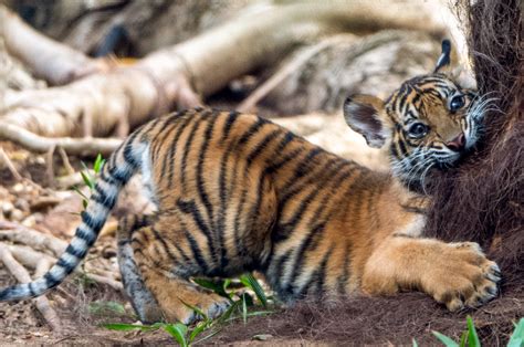 Meet The Tiger Cubs At Adelaide Zoo Kiddo Mag