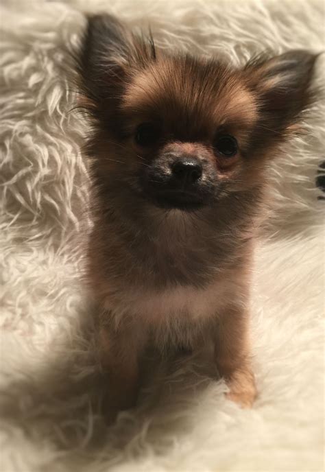 Pomeranian Chihuahua Mix Traits