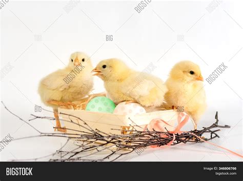 Three Chicks Nest Image And Photo Free Trial Bigstock