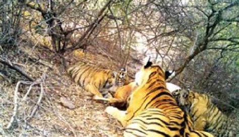A New Year Surprise 4 Tiger Cubs Spotted In Ranthambore National Park
