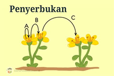 Gambar Bagian Bunga Dan Cara Penyerbukan Pulp