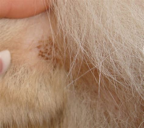 Please Help Very Worried About Sudden Skin Issue German Shepherd
