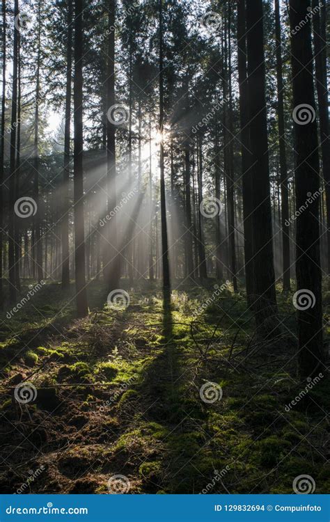 Sunbeam In Forest In Holland Stock Photo Image Of Rays Scenic 129832694