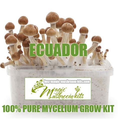 Ecuador 100 Mycelium Grow Kit Buy Magic Mushroom