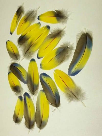 The shape and placement of feathers on birds' bodies are important to their function. Macaw Feathers