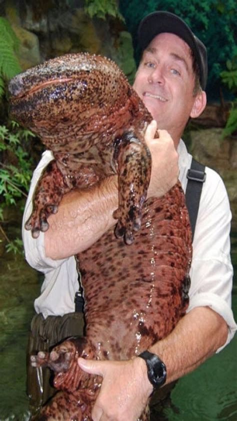 Giant Chinese Salamander The Worlds Largest Amphibian Can Be Found In