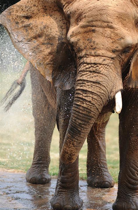 African Elephant Spraying Water