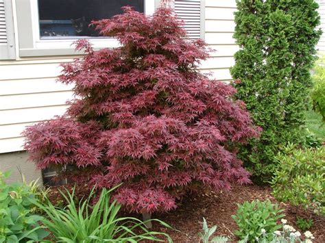 What do you rely on to give the result for best landscaping bushes and plants? Trees & Shrubs | Shrubs for landscaping, Shrubs, Trees to ...