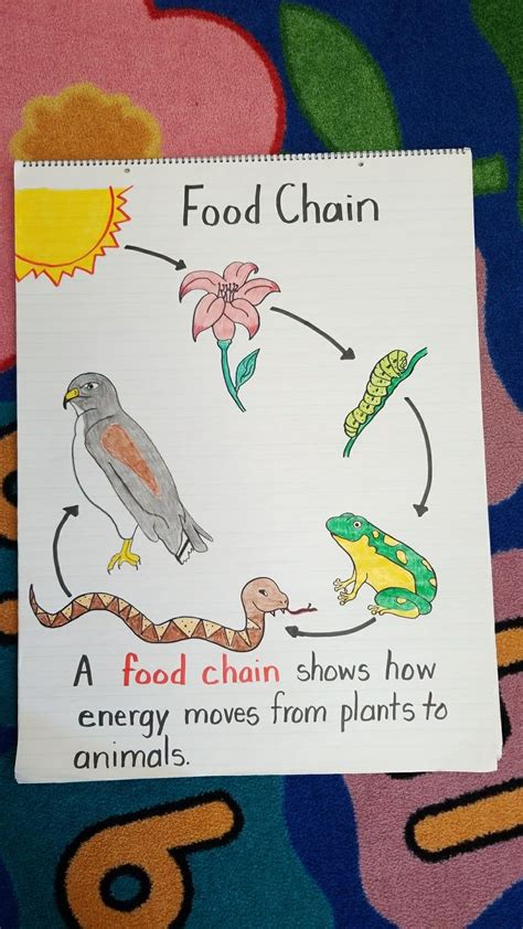 Food Chain Chart Fill In Box