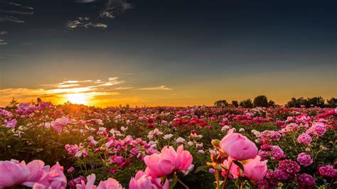 Pink Flowers Field With Peony Horizon Sunlight Sun Sunset Wallpaper Hd