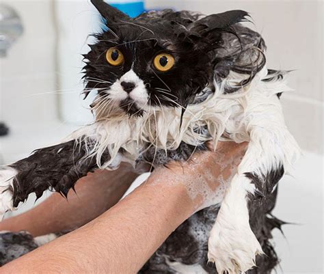 15 Funniest Pictures Of Wet Cats Slideshow
