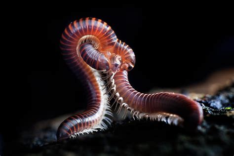 Millipedes Mating Photograph By Melvyn Yeo Pixels