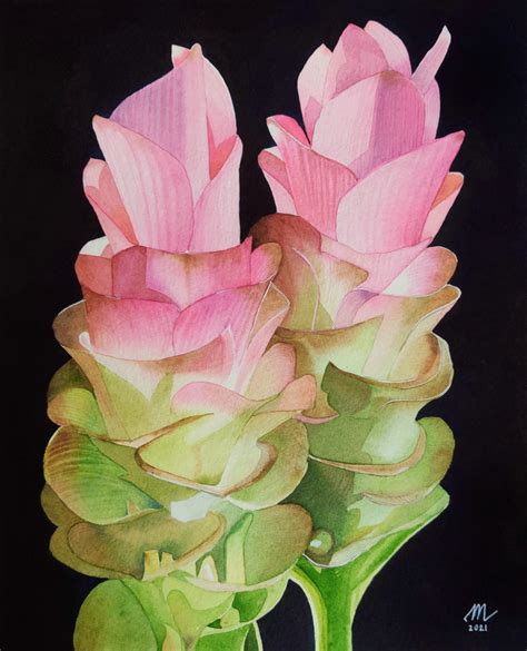 I Painted Watercolor Ginger Flowers R Flowers