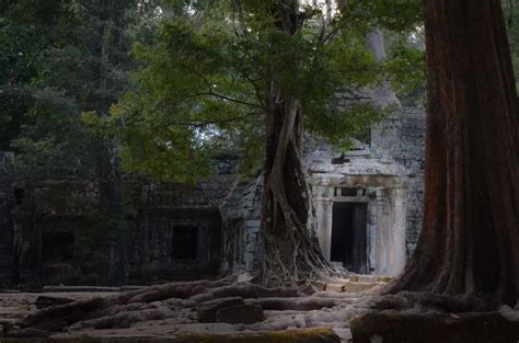 Ancient Jungle Temple Where Harmen Graves Invests His Time And Energy
