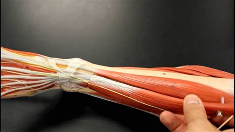 Posterior leg muscles by melisa muscle anatomy body anatomy. MUSCULAR SYSTEM ANATOMY: Anterior leg muscles model ...