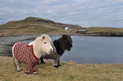 adorable photographs  scottish ponies wearing cardigan sweaters