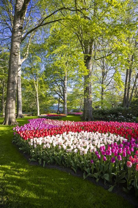 Keukenhof Flower Garden Largest Tulip Park In World Lisse