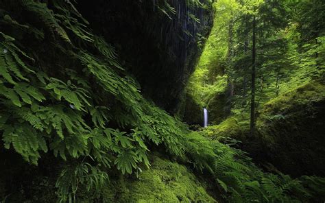 Free Download Hd Wallpaper Landscape Nature Waterfall Forest Ferns