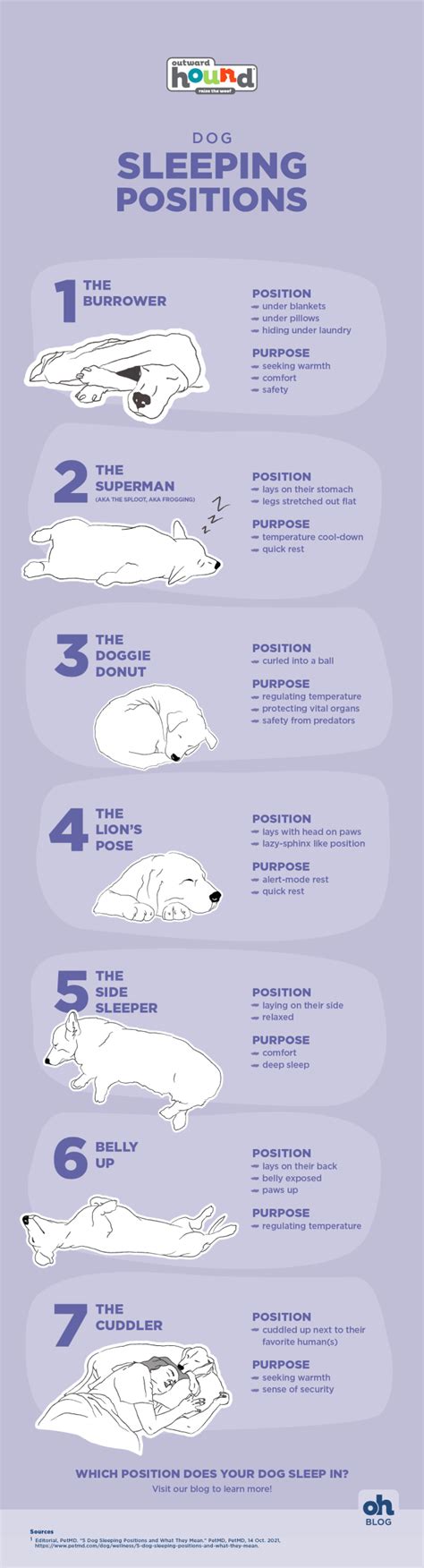 7 Common Dog Sleeping Positions And What They Mean Furtropolis