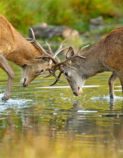Vicious Stag Fight Caught By Richmond Park Photographer Uk News