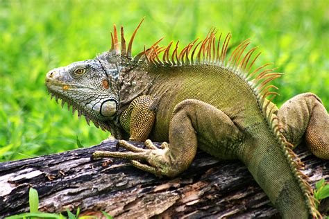 2. Tips Mencari dan Menyimpan Makanan Liar Iguana