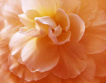 Jennie Marie Schell Artwork Collection Orange Florals Botanicals Art