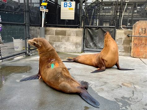 Sea lions, marine life sick with domoic acid poisoning in California