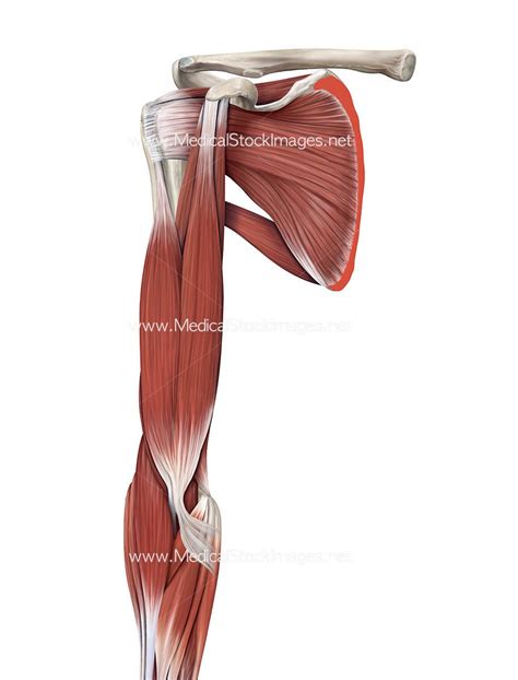 Muscles Of The Shoulder And Arm Anterior View Medical