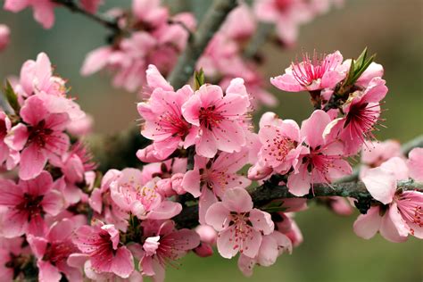 🔥 44 Pink Spring Flower Wallpaper Wallpapersafari